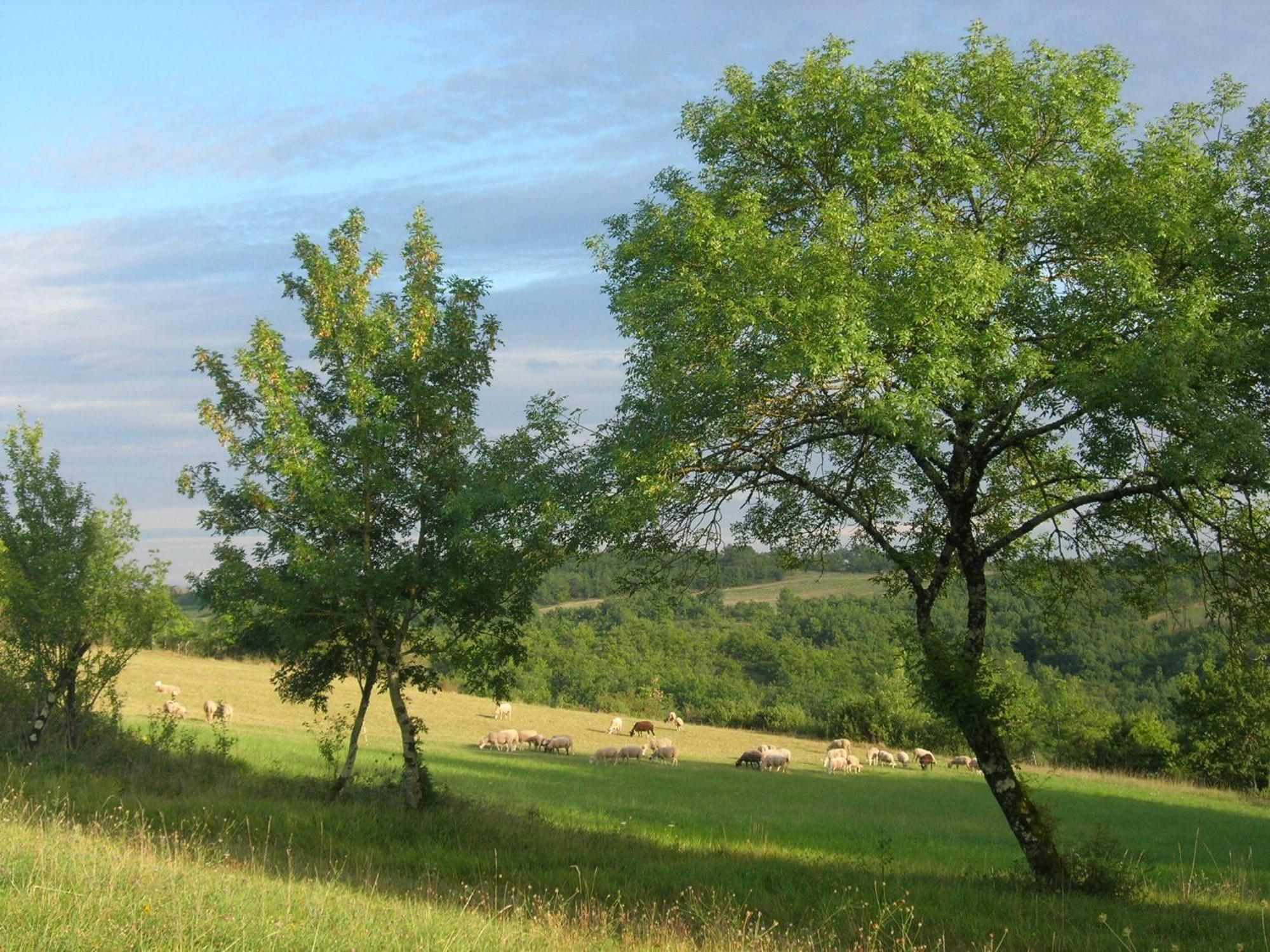 Les Hauts D'Albas Albas  Room photo